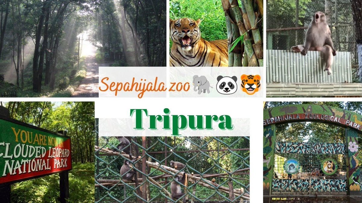 Step into the wild.  Tripura’s wildlife sanctuaries are where nature breathes freely and beauty thrives. #TripuraWildlife #EcoTourism #WaysOfParenting
#Gopashtami