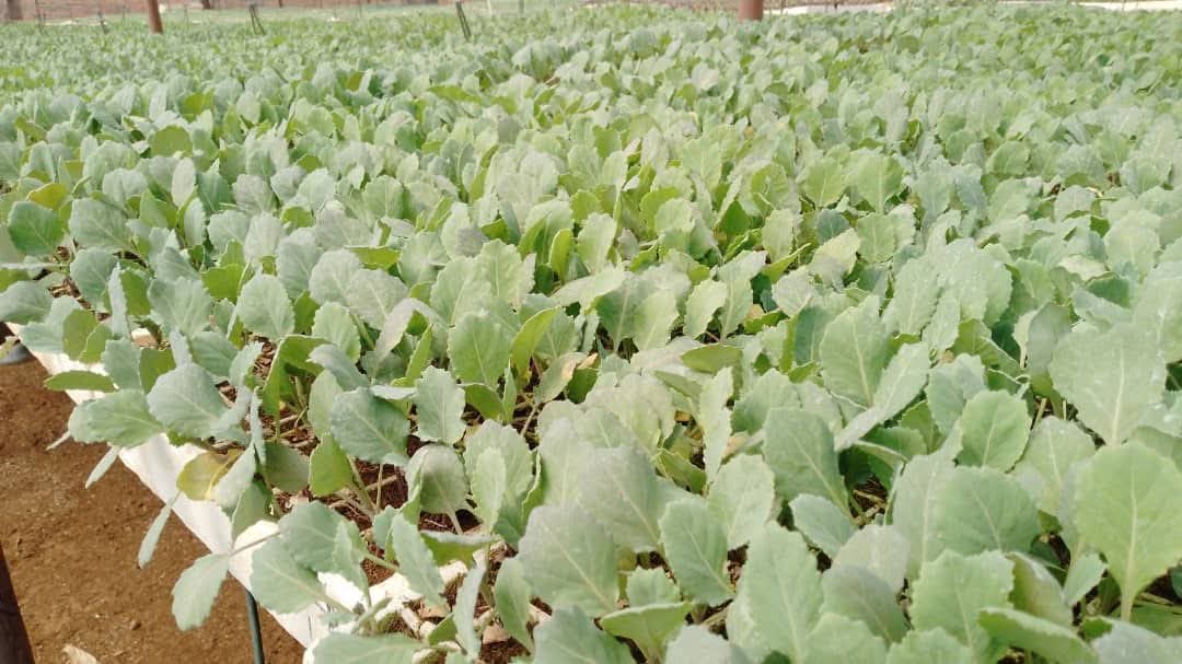 TheSeedlingHub's tweet image. Robust, Transplant-Ready Seedlings Now Available

To our valued farming clients,

Our nursery currently has a robust selection of premium seedlings ready for transplanting. These high-yield, disease-resistant varieties are selected for rapid establishment and reliable performance