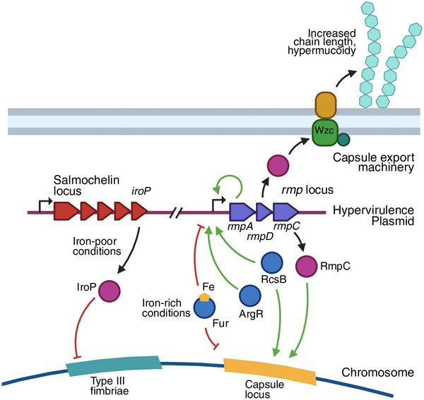 Wataru Hayashi (@drawataru) on Twitter photo How Klebsiella pneumoniae controls its virulence | PLOS Pathogens
(journals.plos.org/plospathogens/…) How Klebsiella pneumoniae controls its virulence | PLOS Pathogens
(journals.plos.org/plospathogens/…)