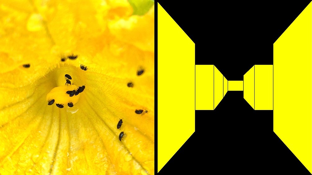 Genetic Moo tweet media