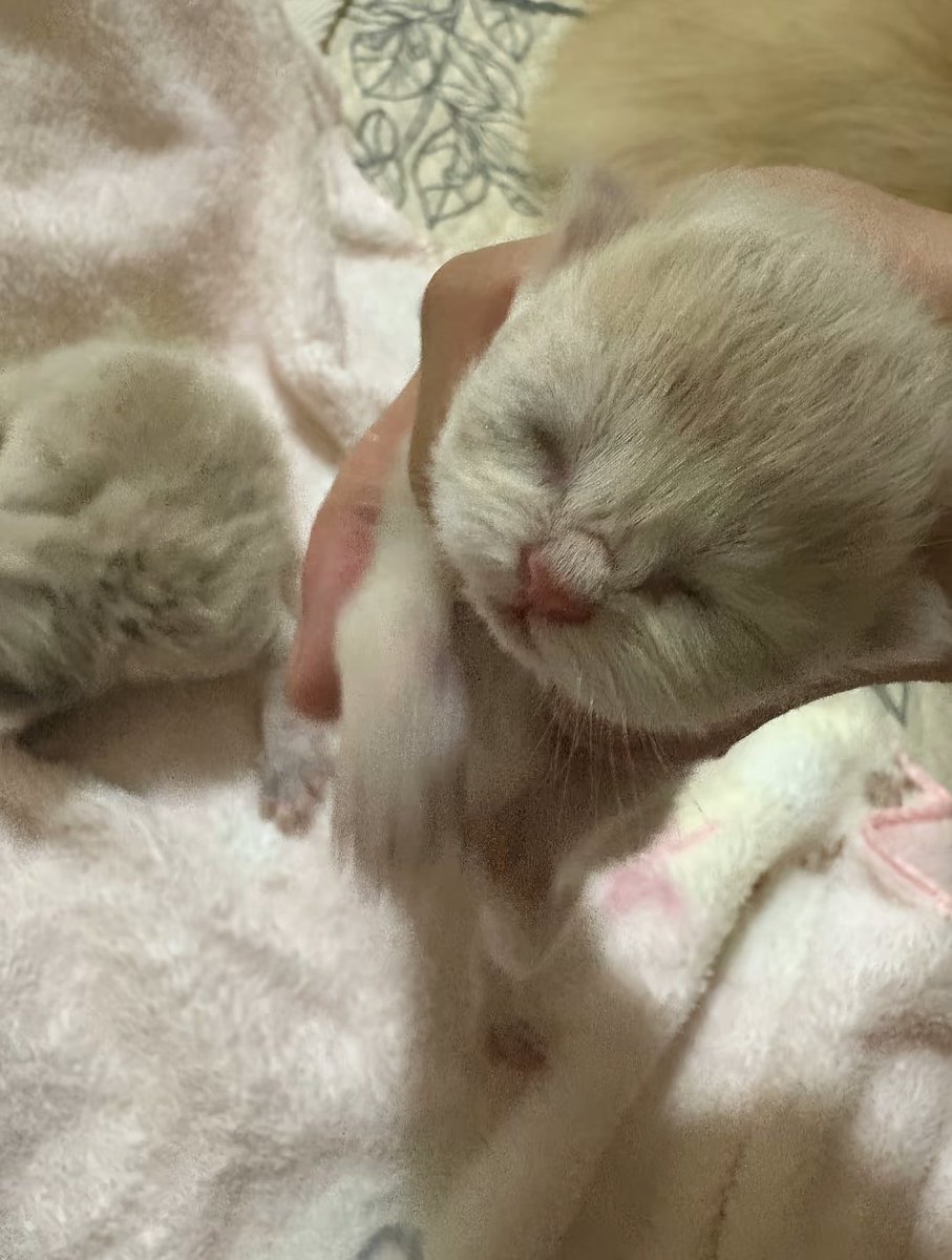 Cutest2Cats's tweet photo. 5 days https://t.co/6decYHhfpX