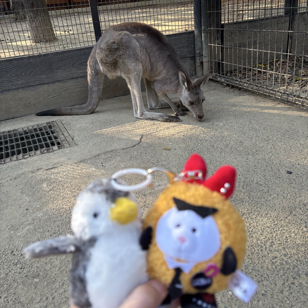 ⭐︎チンパンジー⭐︎ Ryu, please welcome Marimo. Higashiyama Zoo, Chimpanzee