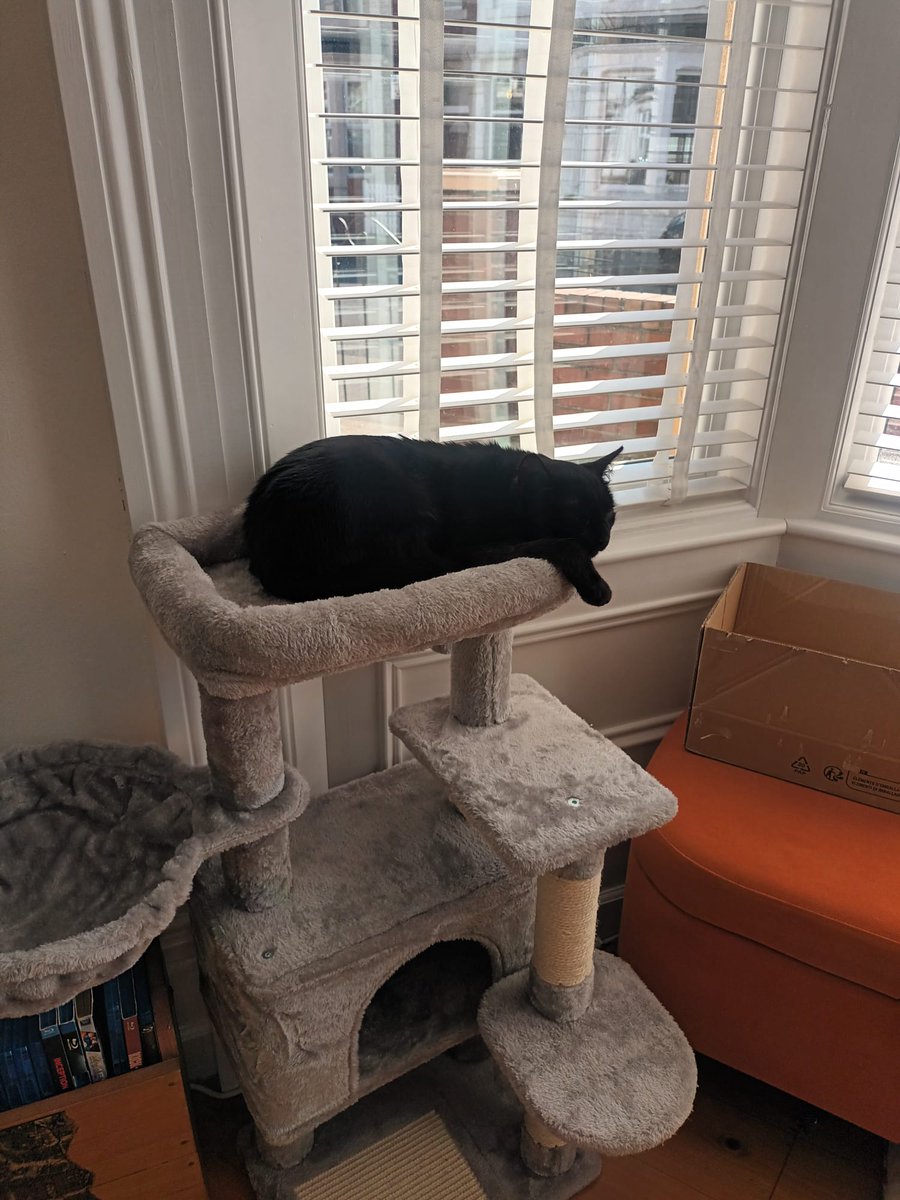 From glossy coats that shimmer in the sunshine to those golden eyes that seem to hold a little bit of magic, there’s so much to love about our black cats 🪄 

Here’s to Dr Shep, and to every black cat who’s found, or is still waiting to find, their #happilyeverafter 🖤 

(Part 4)