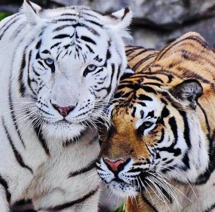 بيننا أيام قديمة، تعرفني وأعرفها