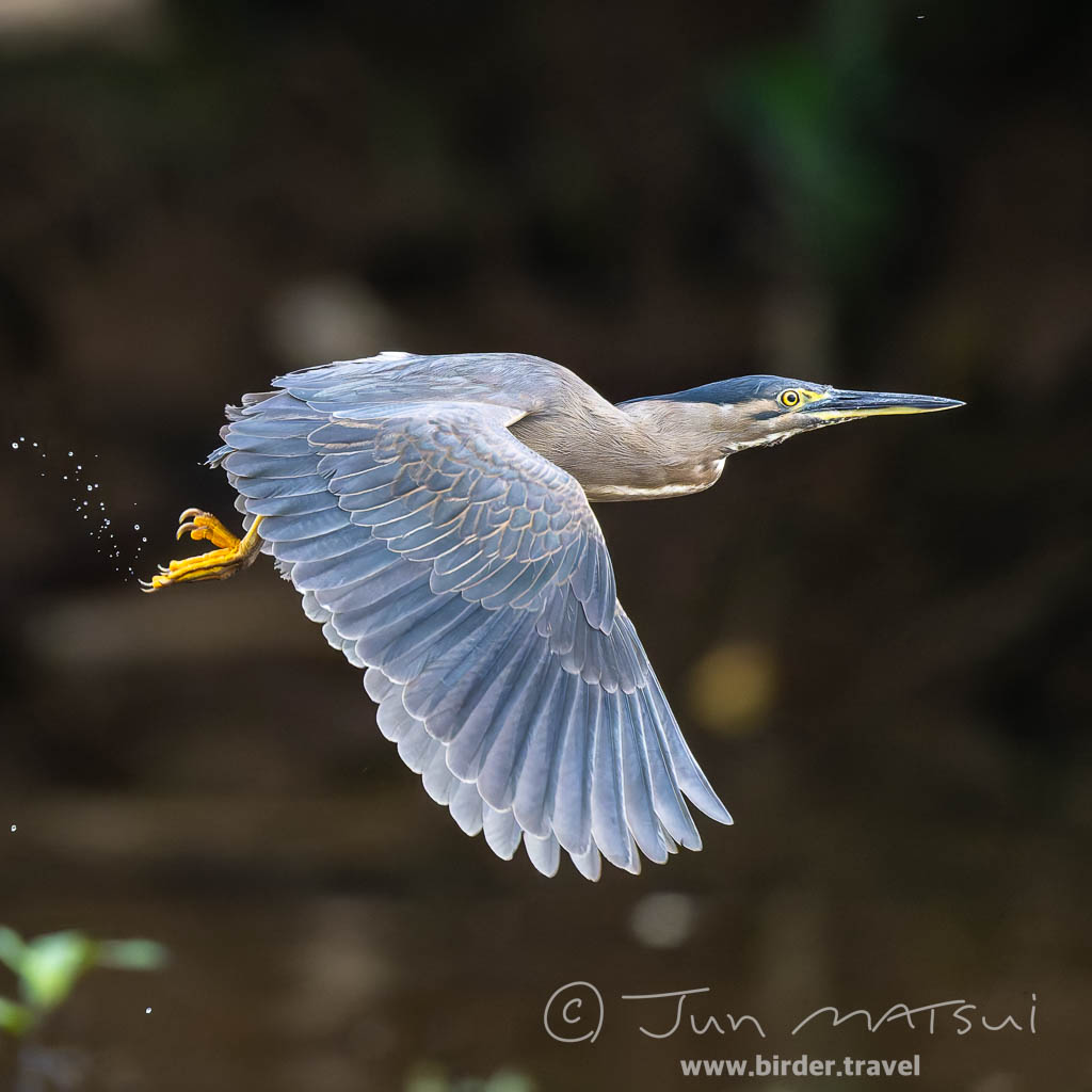 パルナシウス・パトリキウス・コッピ（1メス・中国新疆省） パルナシウス・パトリキウス・コッピ（1メス・中国新疆省）