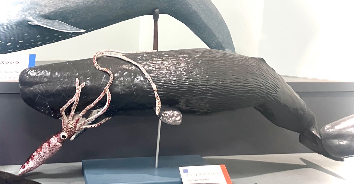 本抹香鯨 素材 245g 東さ7-0811③ 本抹香鯨 素材 245g 東さ7-0811③