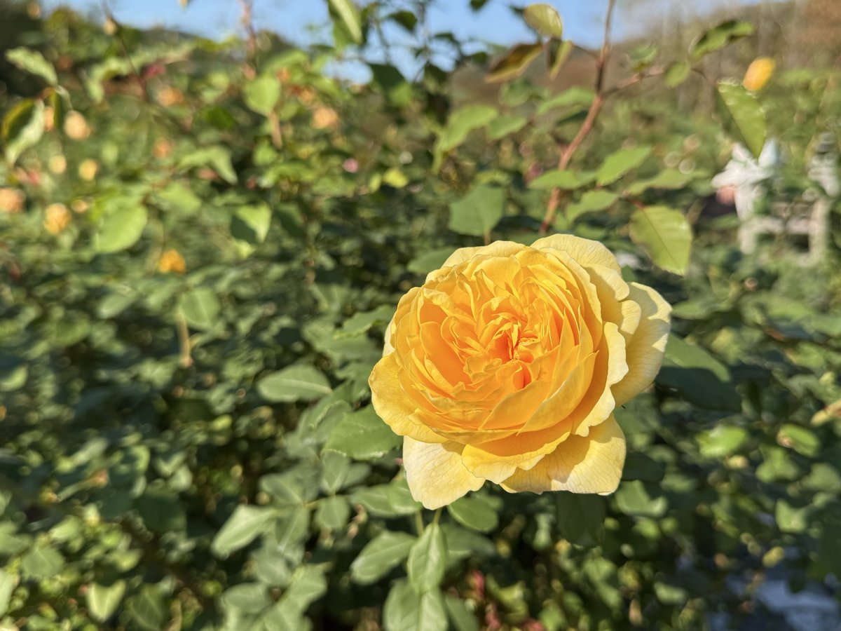 こんな可愛いお菓子箱ができました🌹
箱の裏には、優秀庭園賞🏆のロゴマークも印刷されています✨

ブック型の箱も可愛いので、お土産としてもおすすめです。
ご来園の際はぜひ、ショップハゼの木でお求めください。

エントランスのフラッグも✨🌹✨