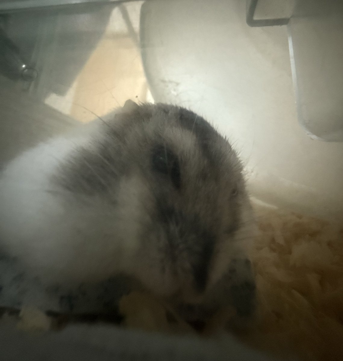 Cv3Fp's tweet image. 🦭