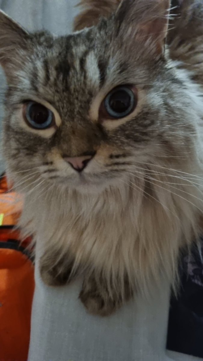 Crimson (They/HE) tweet media