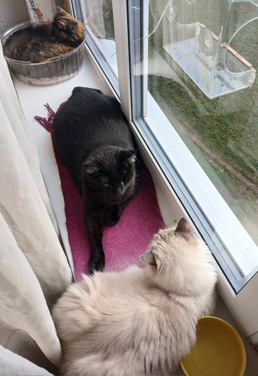 Вымыла окна в квартире и повесила кисунькам телевизор