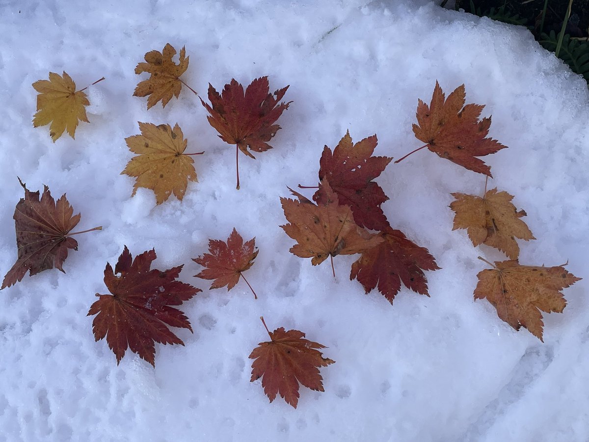 eri🐧🐿🍄🍬🍶 on X