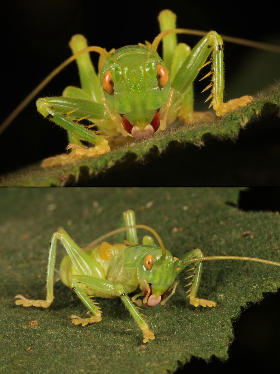 <a href="/gunsnrosesgirl3/">Science girl</a> Not a spider, although if you feed a still of the video to AI, it will sometimes give you that odd answer. 😅
However that looks like a Raspy Cricket Nymph (Gryllacrididae)