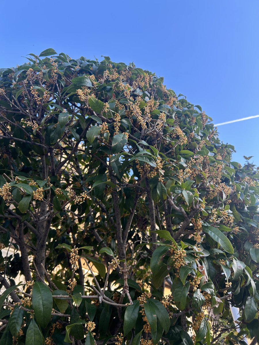 みゃ〜ぽん on X