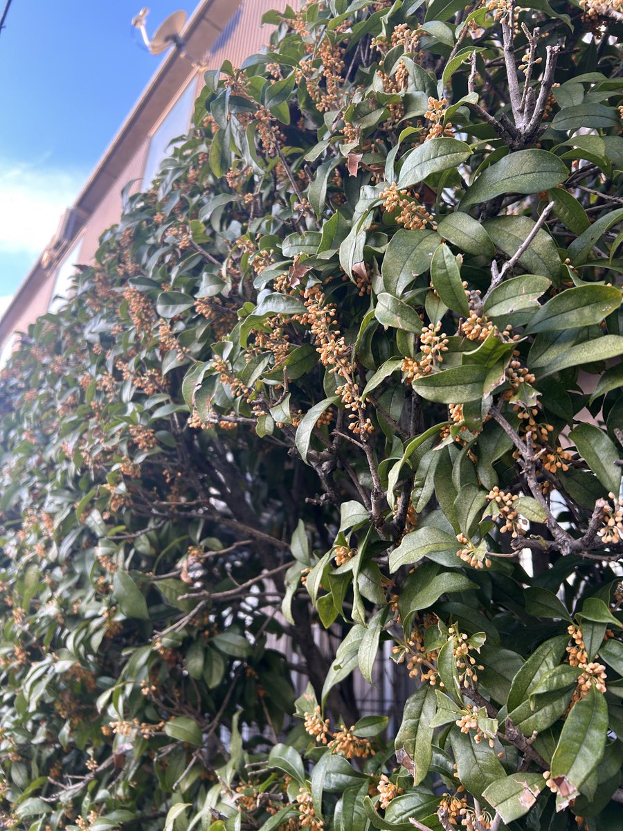 みゃ〜ぽん on X