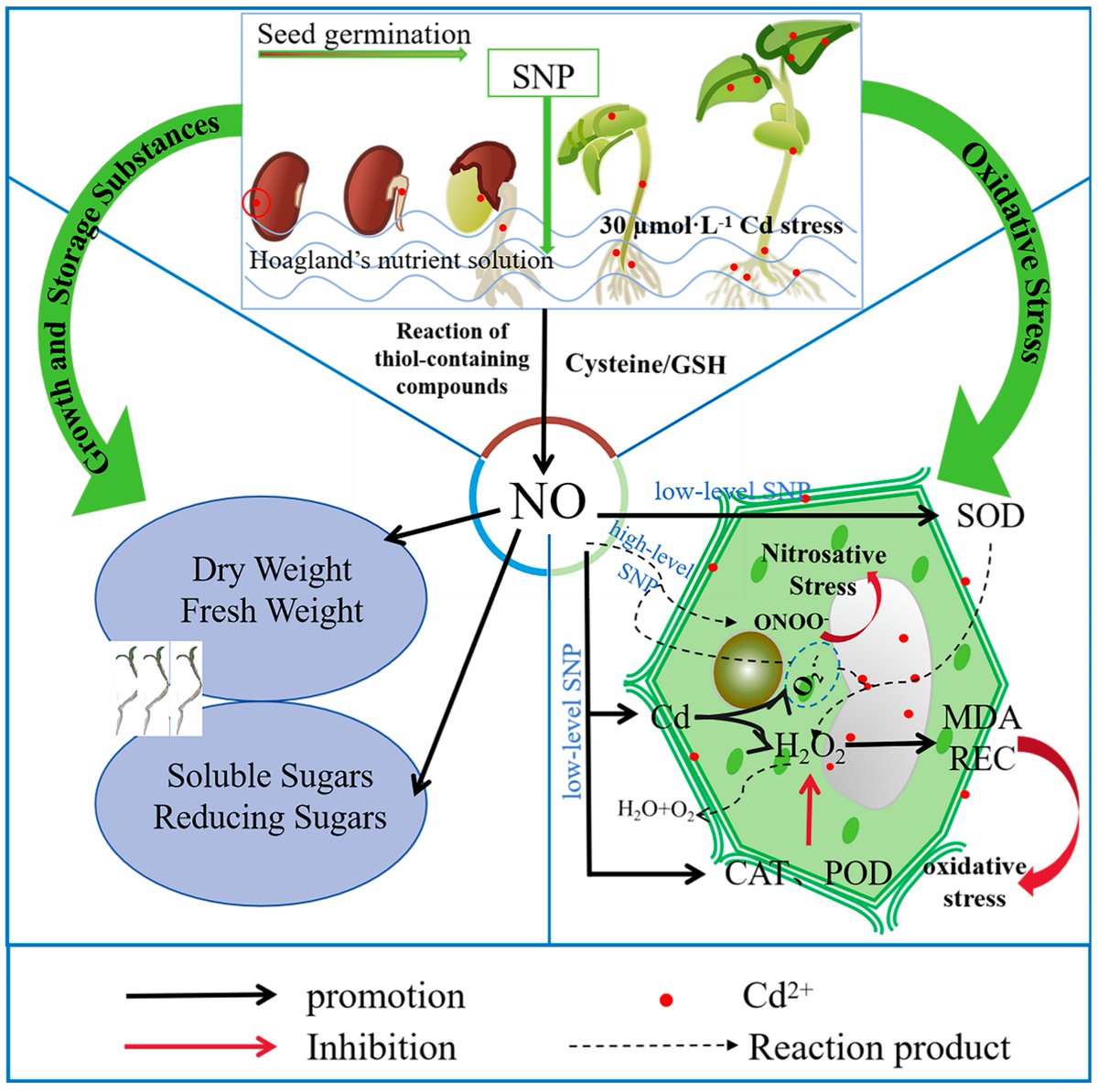 Plants_MDPI's tweet image. 🧪 Nitric oxide isn’t just a gas—it’s a growth booster!

💪 In alfalfa, exogenous NO enhanced tolerance to cadmium stress &amp;amp; improved antioxidant defenses.

🔗 Full study: brnw.ch/21wX3lg

#PlantBiology #StressTolerance #NitricOxide #Sustainability