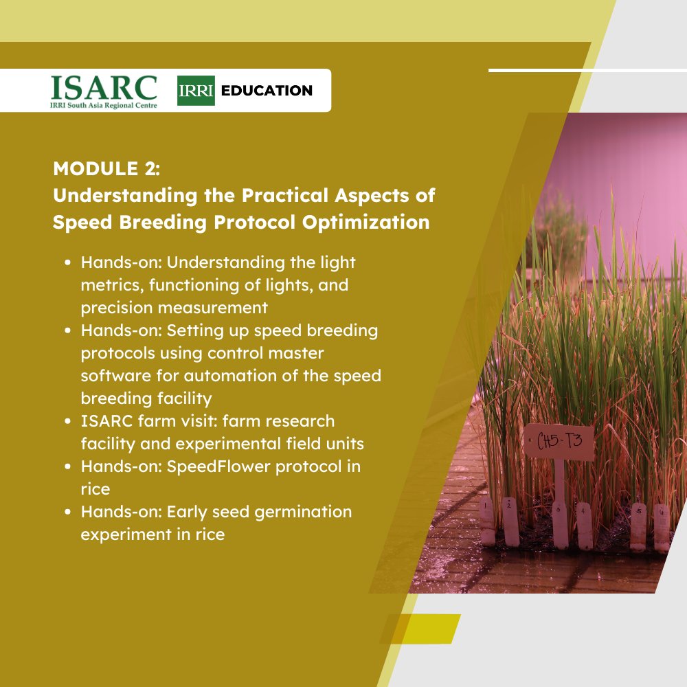 IRRI Education tweet media