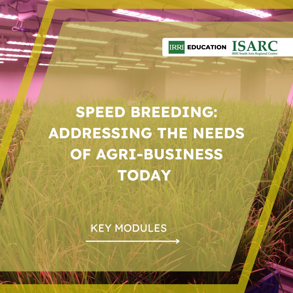 IRRI Education tweet media
