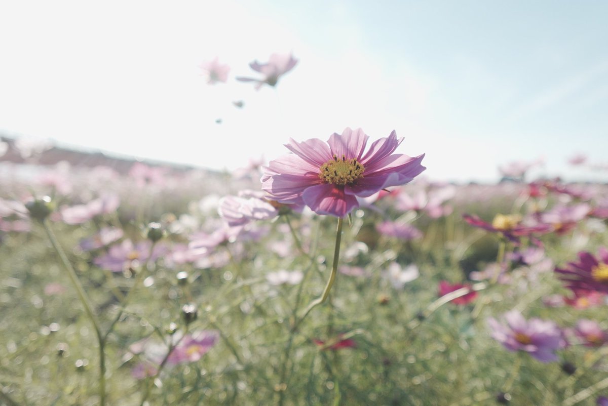 お天気が良かったので、秋桜を見に行ってきました。