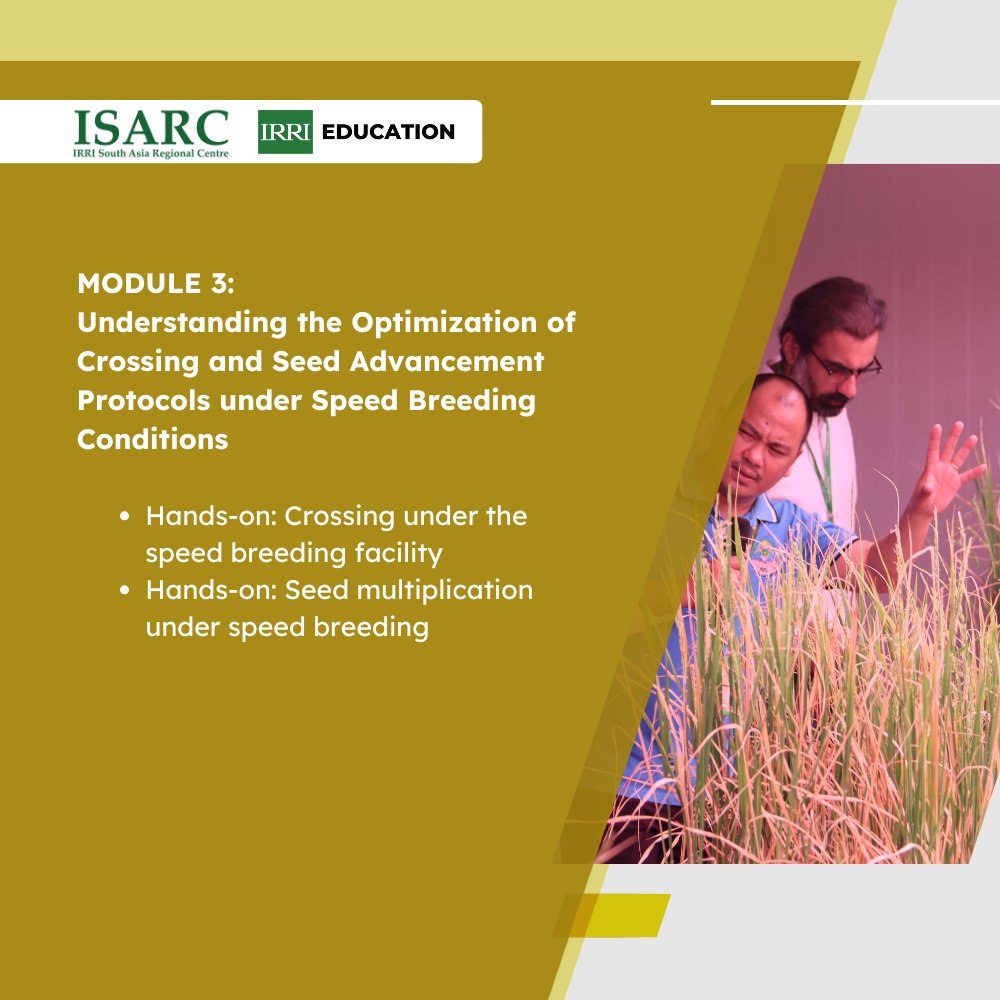 IRRI Education tweet media