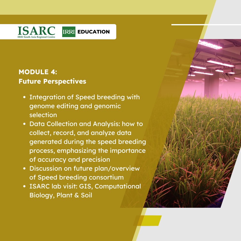 IRRI Education tweet media