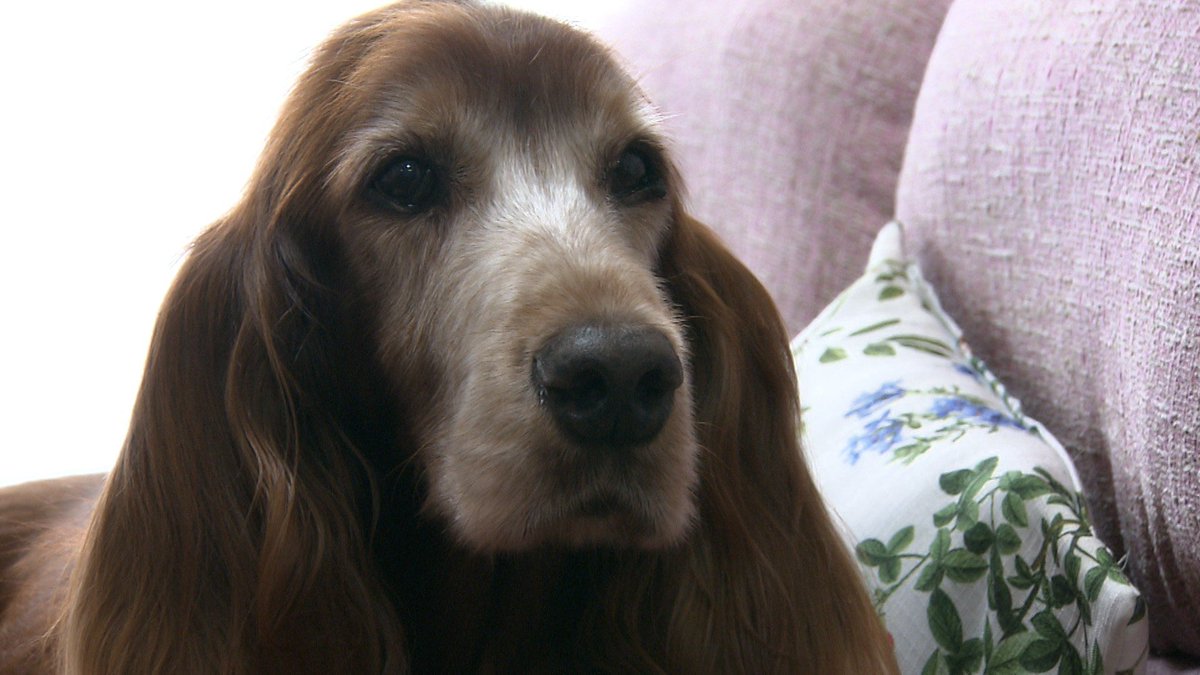 cx_mezamashi's tweet image. #きょうのわんこ に登場してくれたのは「りー」でした🐶おばあちゃんわんこのりーの楽しみはゆで卵🥚卵の割る音が聞こえるとキッチンでおねだりするんだって😛

きょうのわんこはFODで無料配信中→fod.fujitv.co.jp/title/3291/

#めざましテレビ