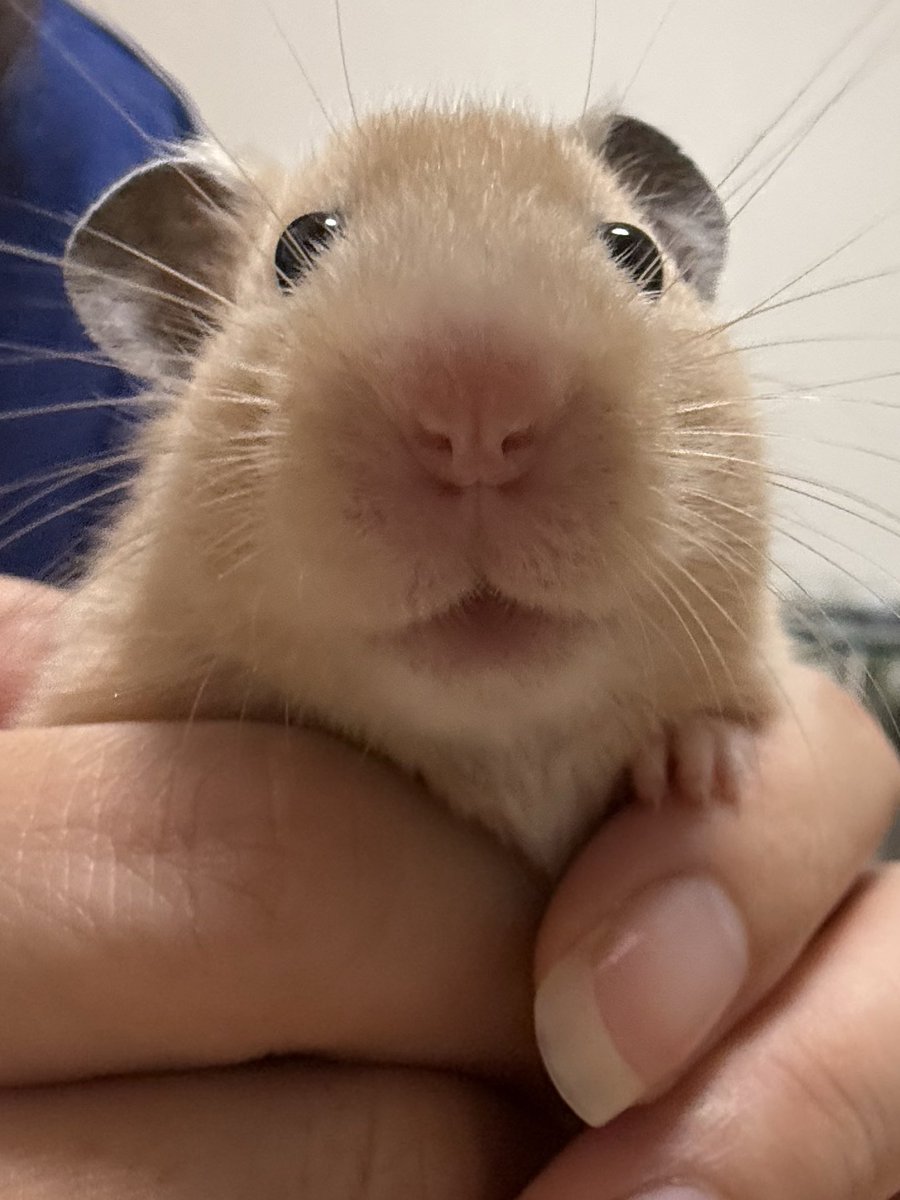 Cv3Fp's tweet image. ധ←ココがかわいい
 #ハムスター