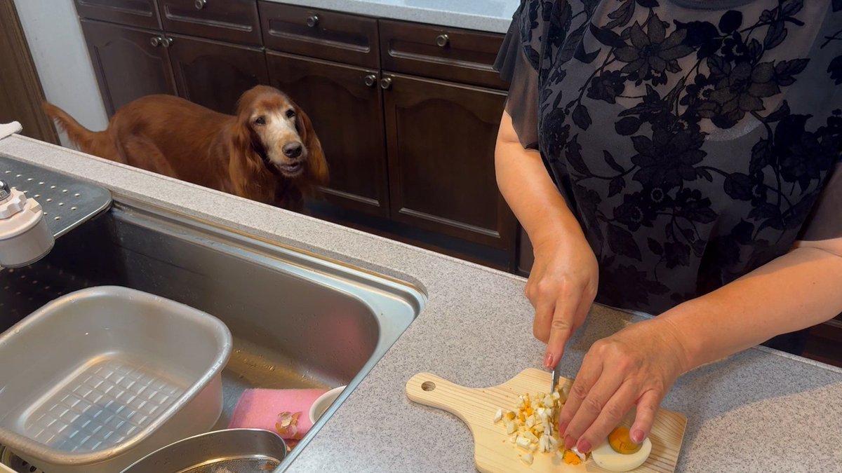 cx_mezamashi's tweet image. #きょうのわんこ に登場してくれたのは「りー」でした🐶おばあちゃんわんこのりーの楽しみはゆで卵🥚卵の割る音が聞こえるとキッチンでおねだりするんだって😛

きょうのわんこはFODで無料配信中→fod.fujitv.co.jp/title/3291/

#めざましテレビ