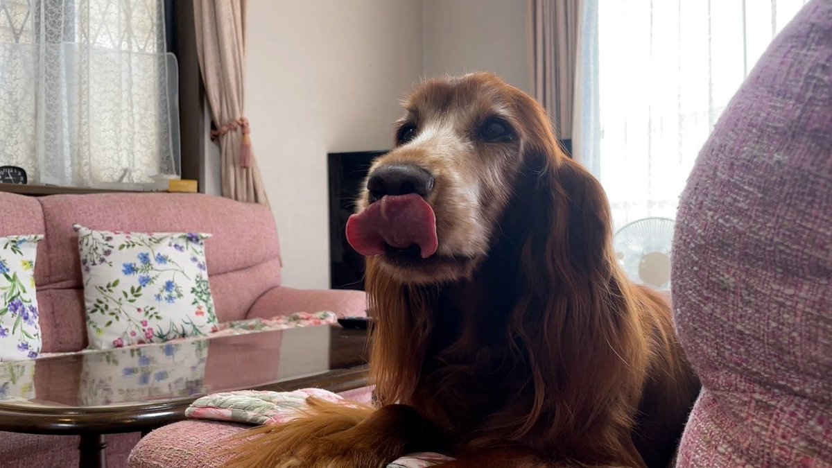 cx_mezamashi's tweet image. #きょうのわんこ に登場してくれたのは「りー」でした🐶おばあちゃんわんこのりーの楽しみはゆで卵🥚卵の割る音が聞こえるとキッチンでおねだりするんだって😛

きょうのわんこはFODで無料配信中→fod.fujitv.co.jp/title/3291/

#めざましテレビ