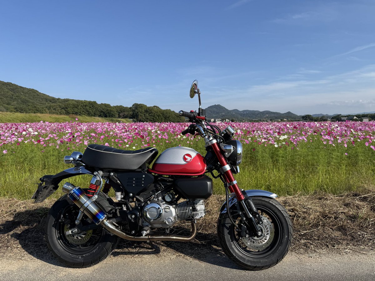 タイヤ交換
#IRC SCT-001
コスモス畑の写真を撮りに行った
#モンキー125
#コスモス畑
#さぬき市造田乙井付近_野間池南側