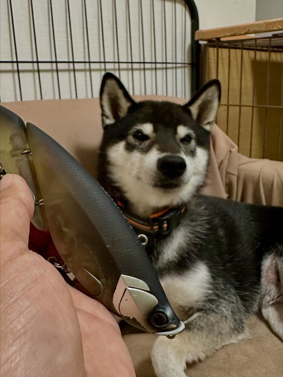 ELEMENTS® JAPAN on X