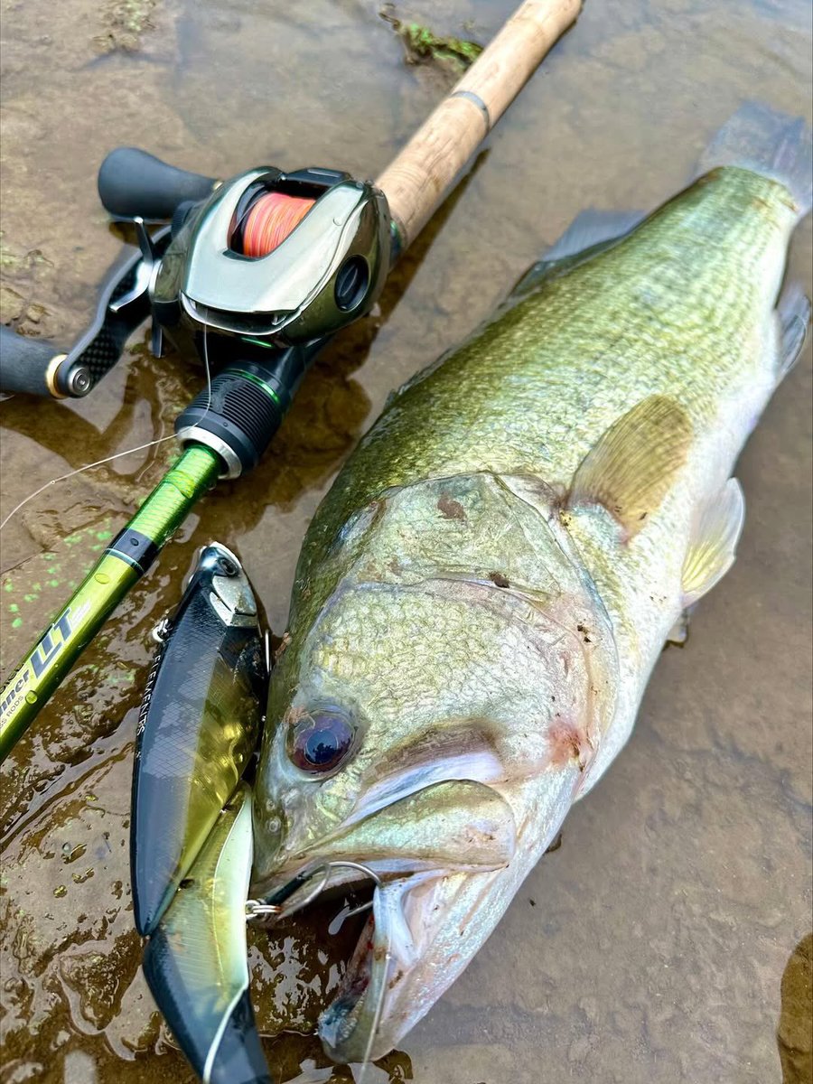 ELEMENTS® JAPAN on X