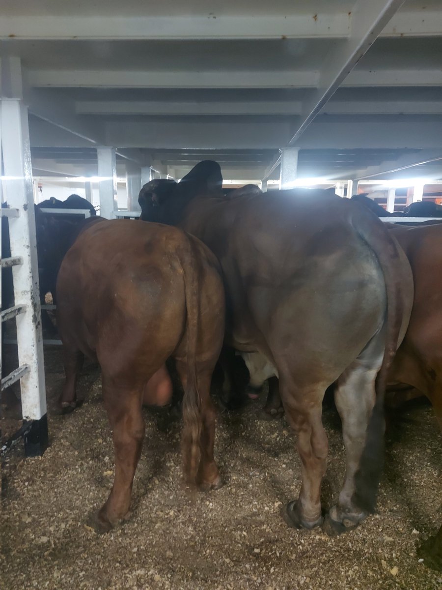 Mario Chiossoni🩺 tweet media