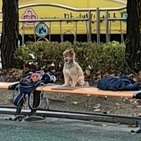 bustling__00's tweet photo. 아주 그냥 돗자리까지 피시고 직이네 https://t.co/GWav2pSTZL