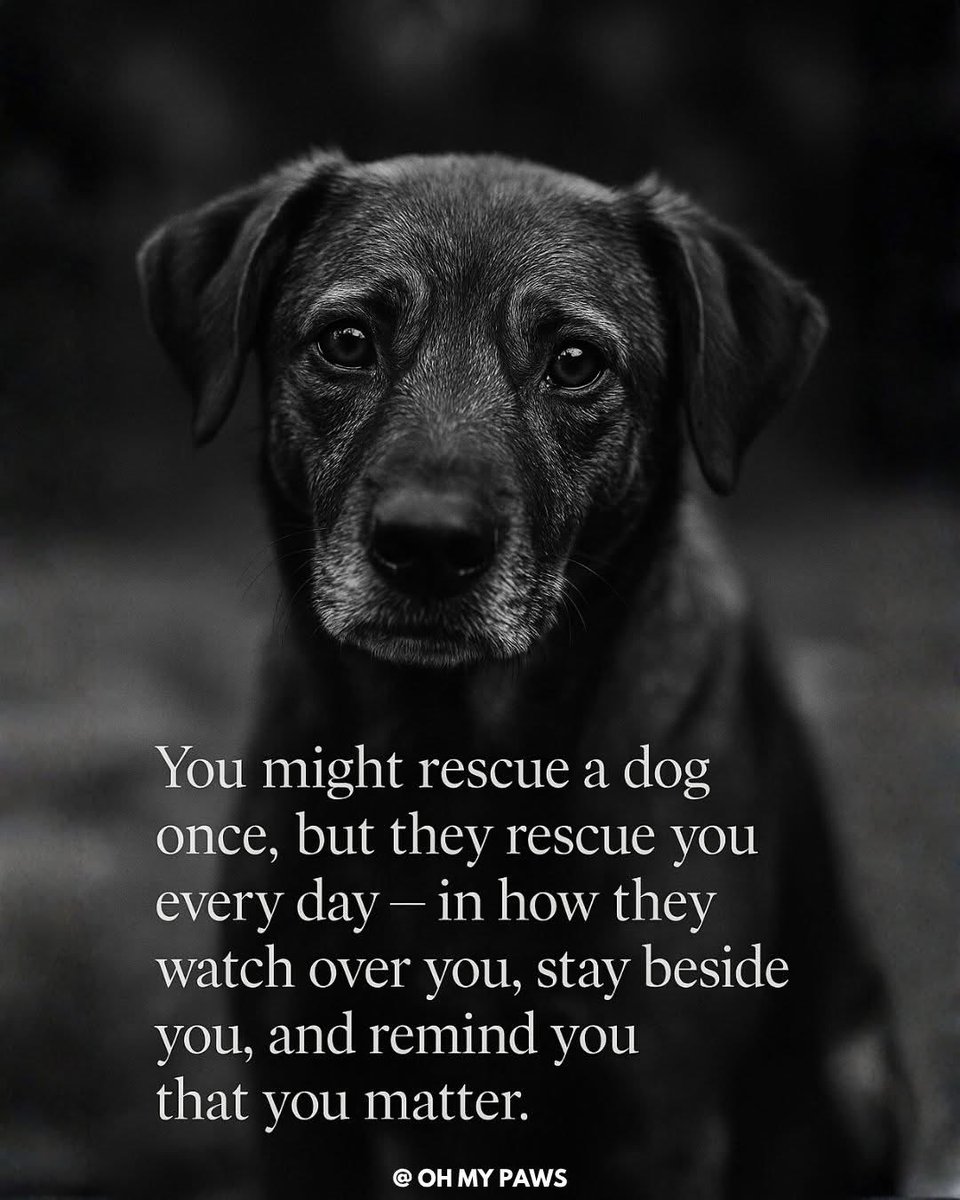 Angels for Animals Foundation (@afafoundation_) on Twitter photo 