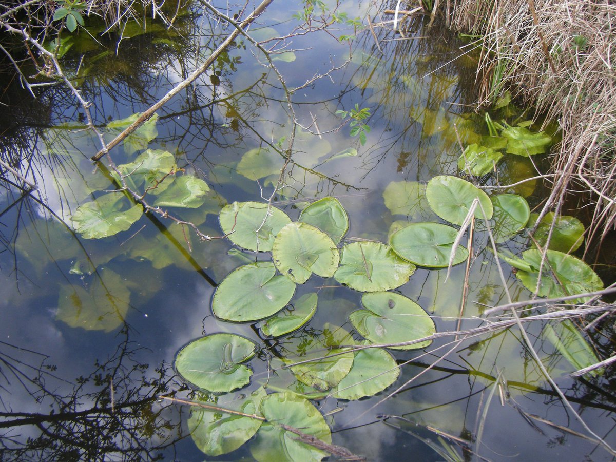 guys i actually go to wicken fen all the time, here is some of my photography from there :3 (during the day lol) 
#danandphil