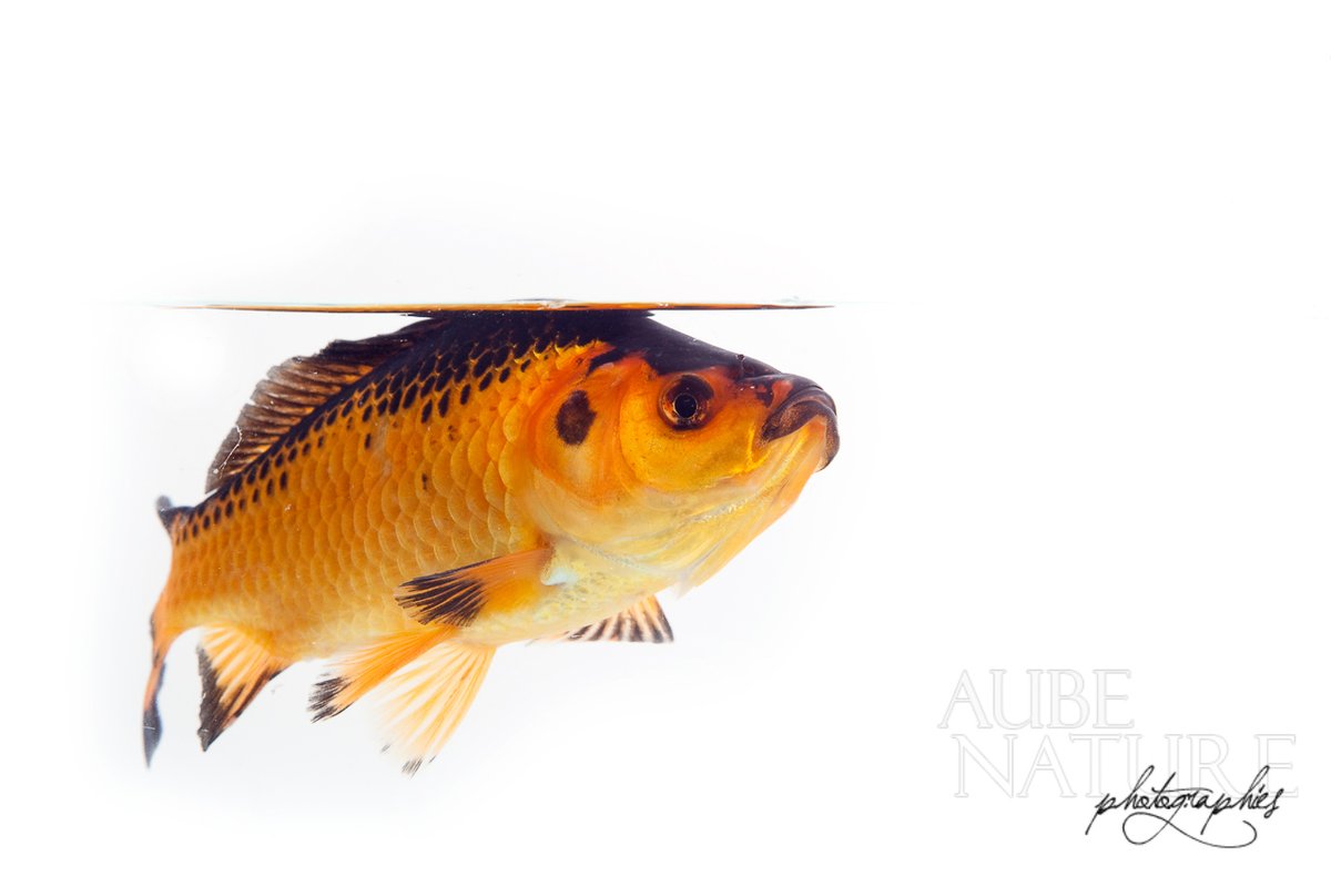 Photographier des animaux dans un aquarium ?... Oui, c'est possible ! Aquarium public, personnel, ou même dans la nature (oui oui !) : je l'ai fait, et je vous explique comment je l'ai fait !

blog.aube-nature.com/photographie-d…