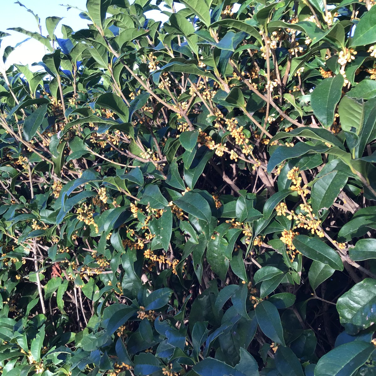 Yutaka Nishiyama on X