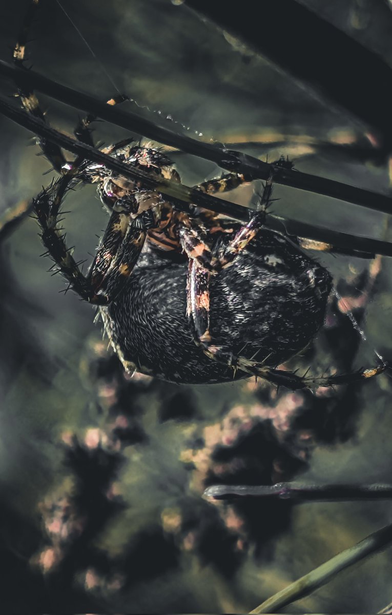 psychoticstate's tweet image. Large and in charge 
🕷️🕸️🕷️🕸️🕷️🕸️🕷️
#spiders #spookymonth