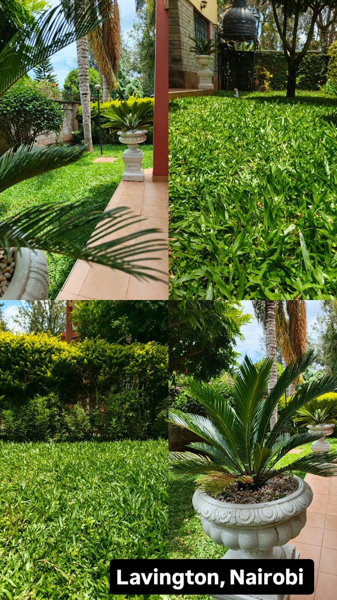 nelcongroup's tweet photo. A touch of green brings life,calm, and beauty to any home 🏡 
This serene garden in Lavington, Nairobi was once a plain ground now transformed into a refreshing outdoor masterpiece perfect for family moments and holiday relaxation ✨
#lawn #landscape #OutdoorLiving #gardening https://t.co/sNhvn4sRti