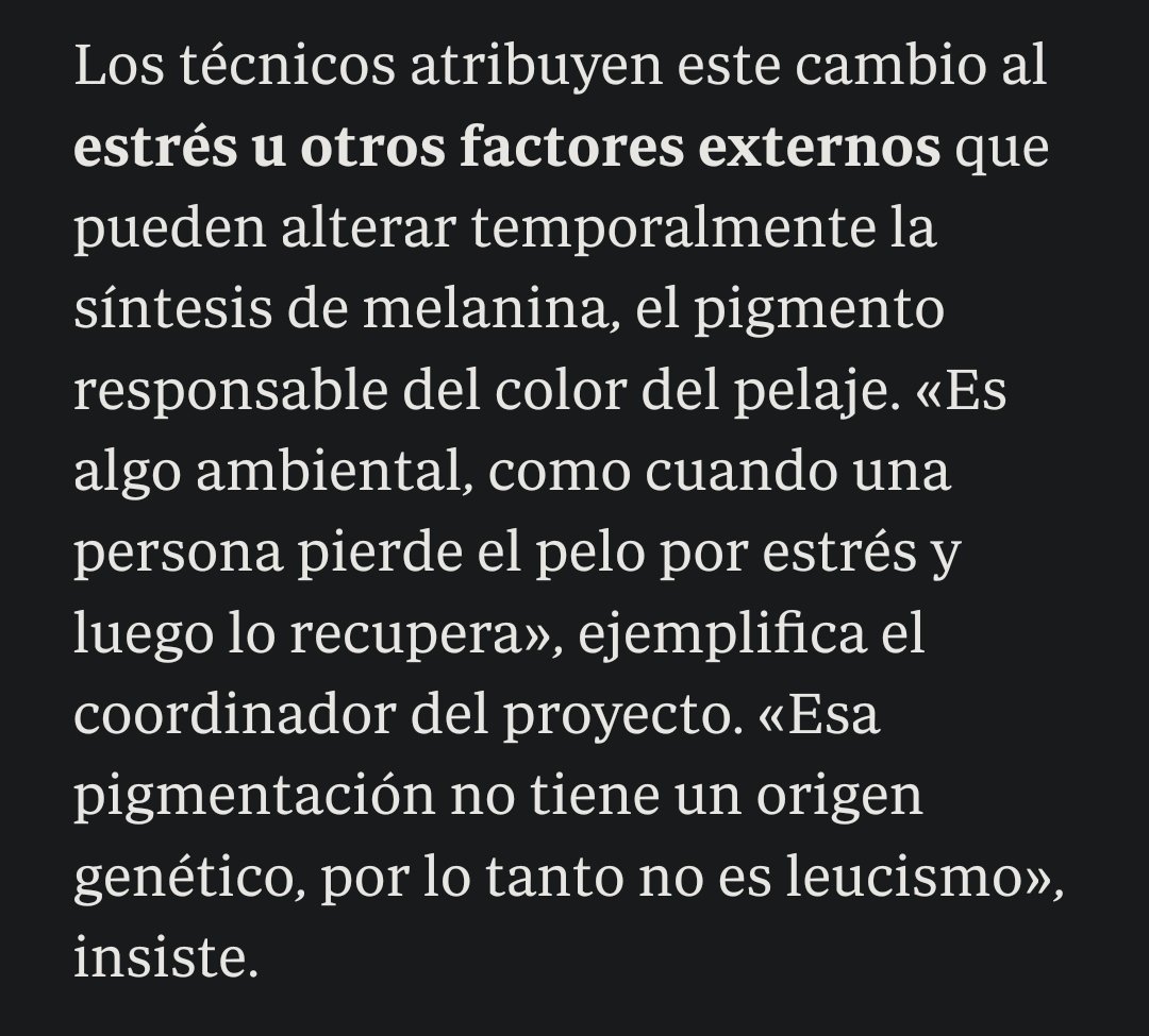 jonhye7's tweet image. Hay gente buscando señales en el lince blanco y resulta que ni es leucismo ni algo genético, que simplemente el bicho está estresao