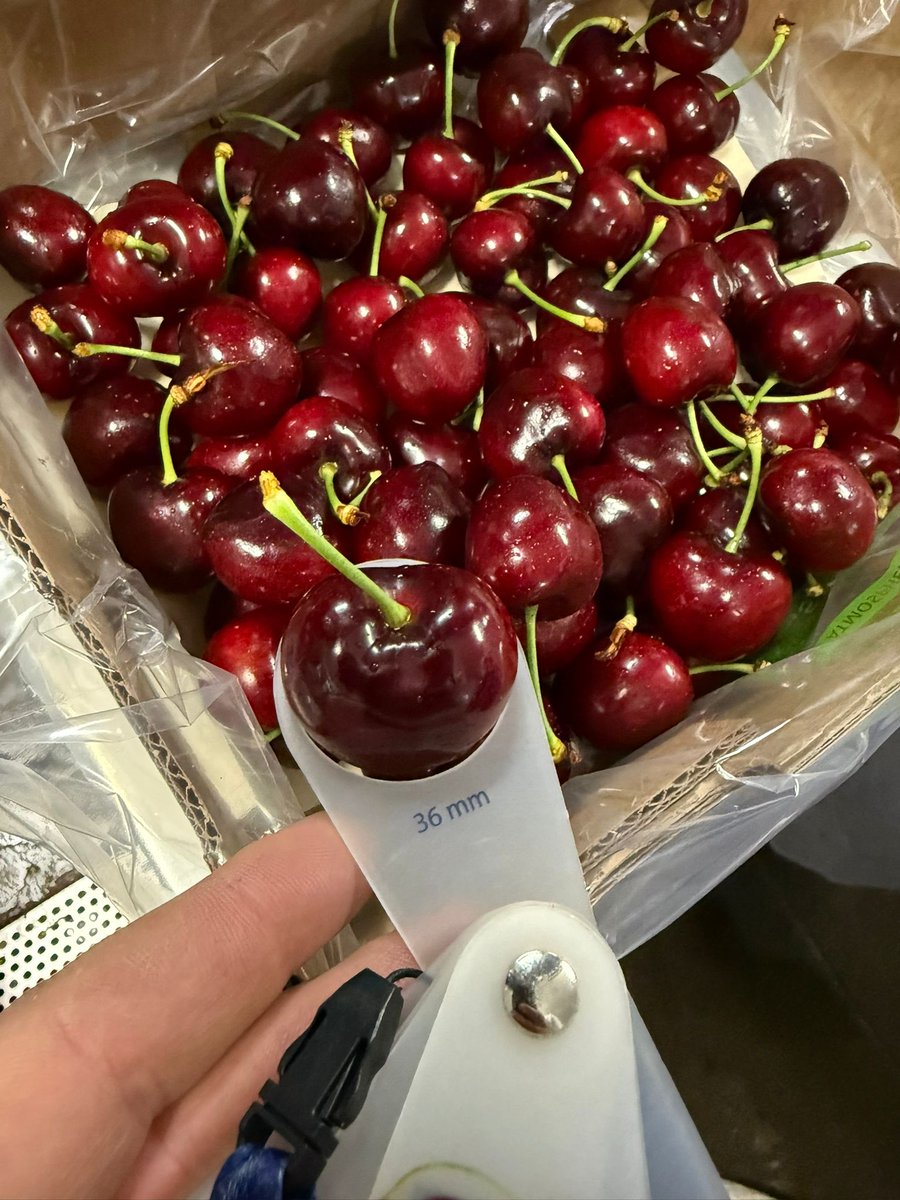 simscos's tweet photo. We never stop learning how to grow cherries 🍒 at Ridge Farms 🍒🇿🇦 well done to all the team 💪 keep on learning!! https://t.co/4A0CrQMGYr