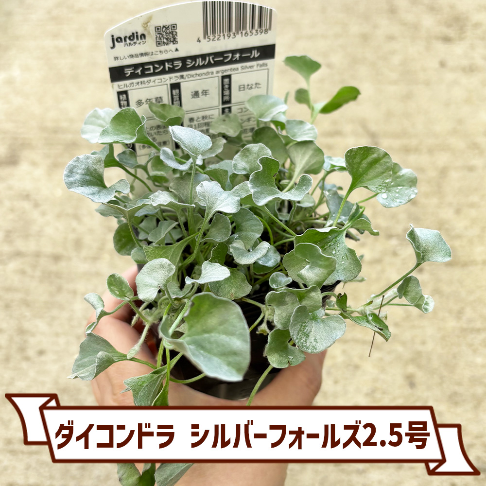 植物と青果物販売のITANSE(イタンセ) on X 植物と青果物販売のITANSE(イタンセ) on X