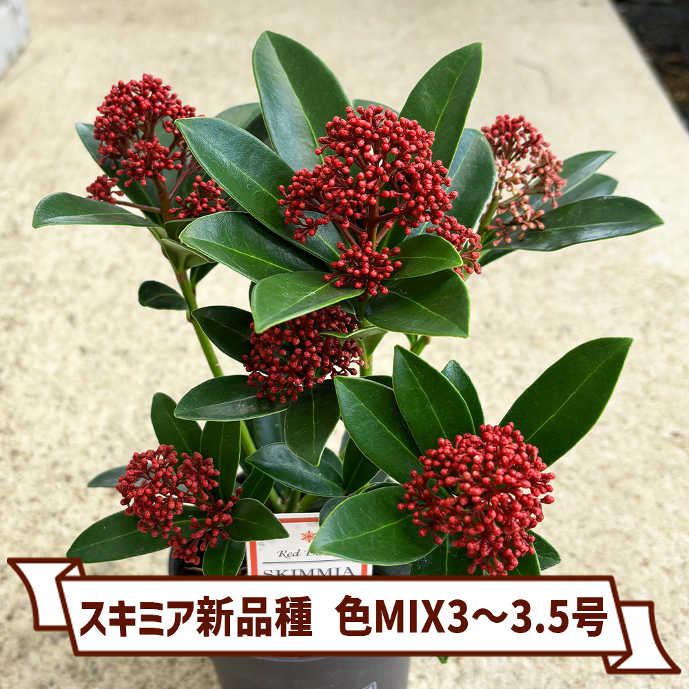植物と青果物販売のITANSE(イタンセ) on X