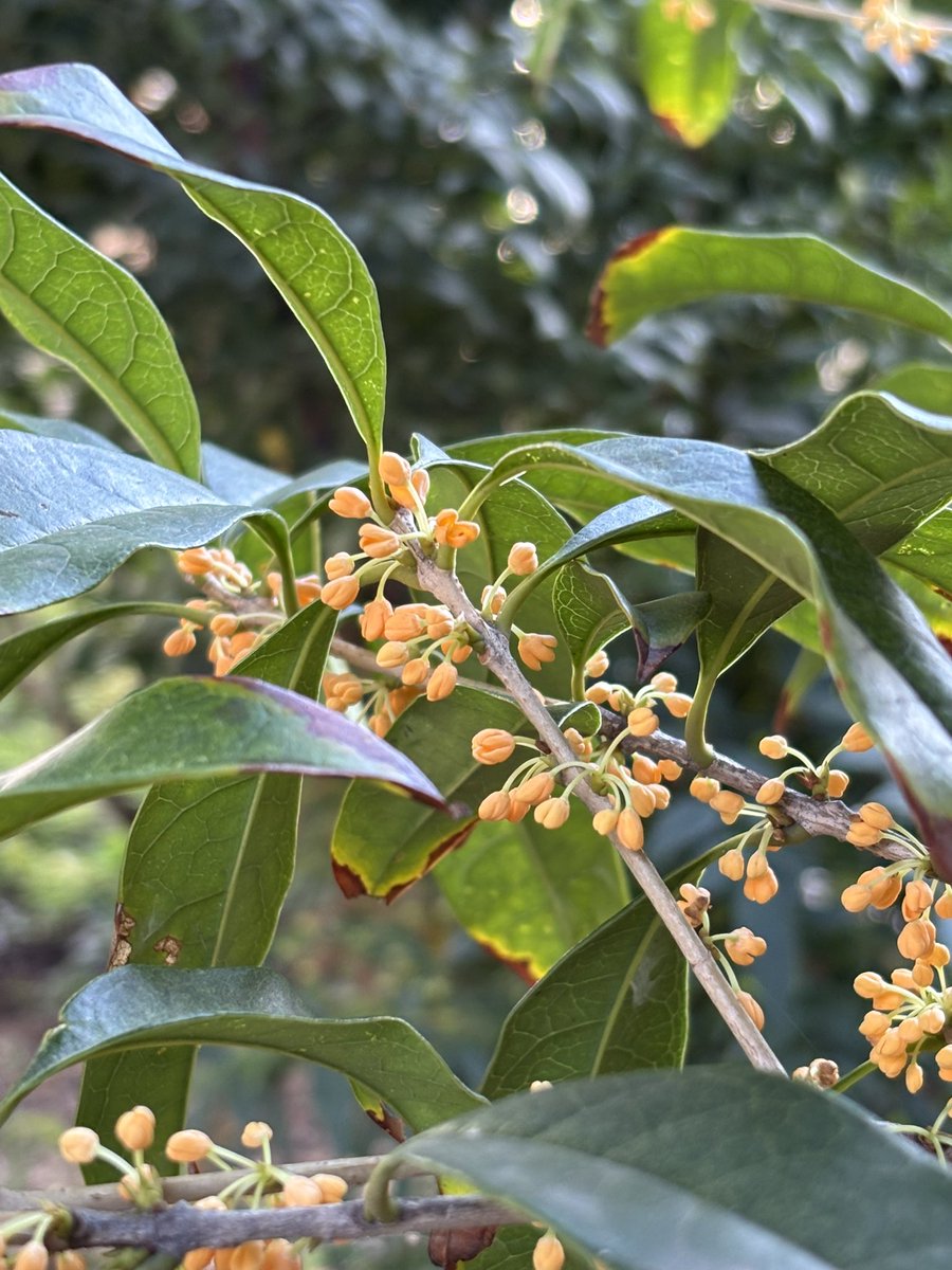 オリーブの葉・枝⭐︎挿木⭐︎実は要相談 オリーブの葉・枝⭐︎挿木⭐︎実は要相談