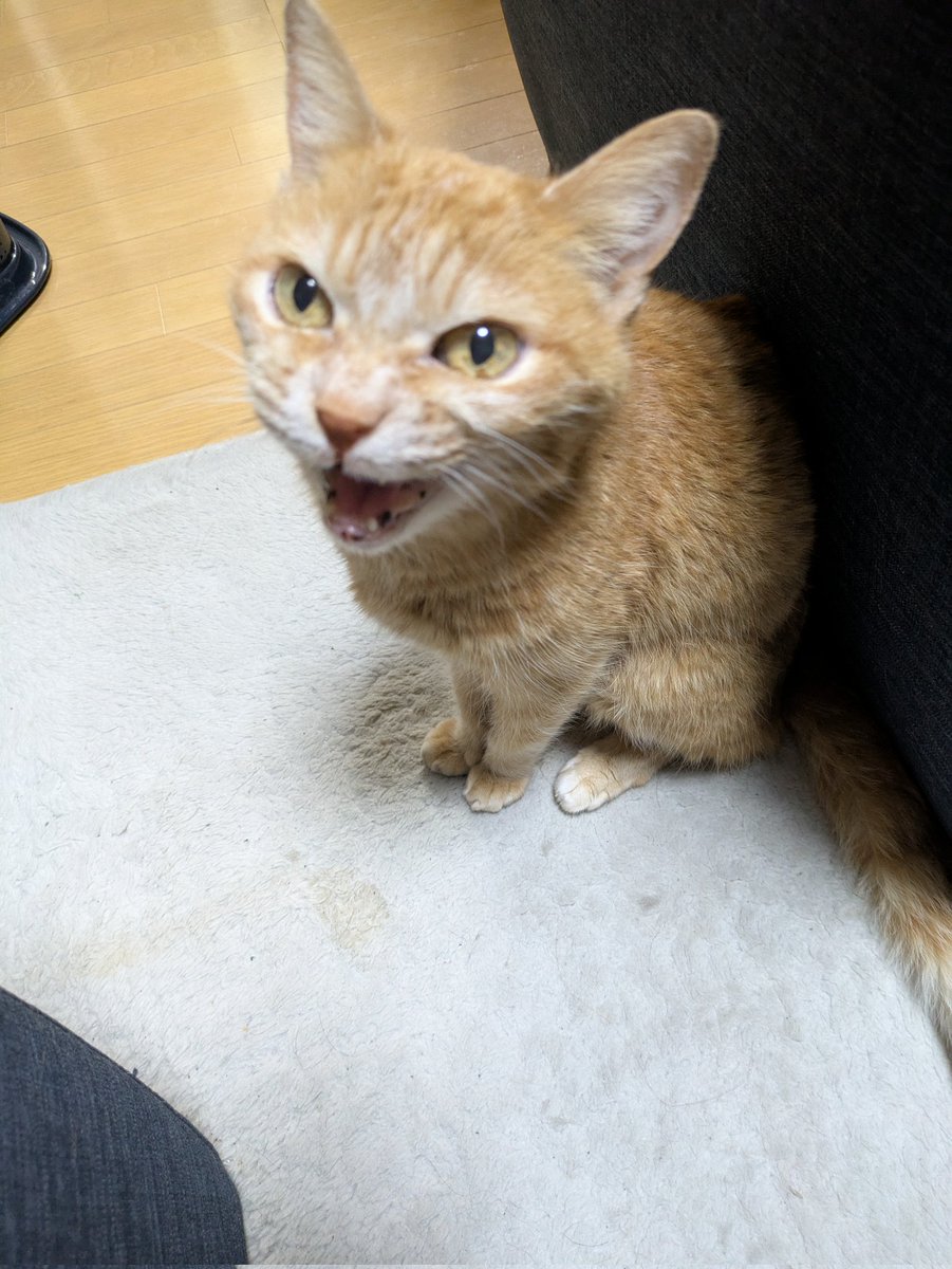 みぃページ おみぃ子 (@mii19940705mii) / Posts / X