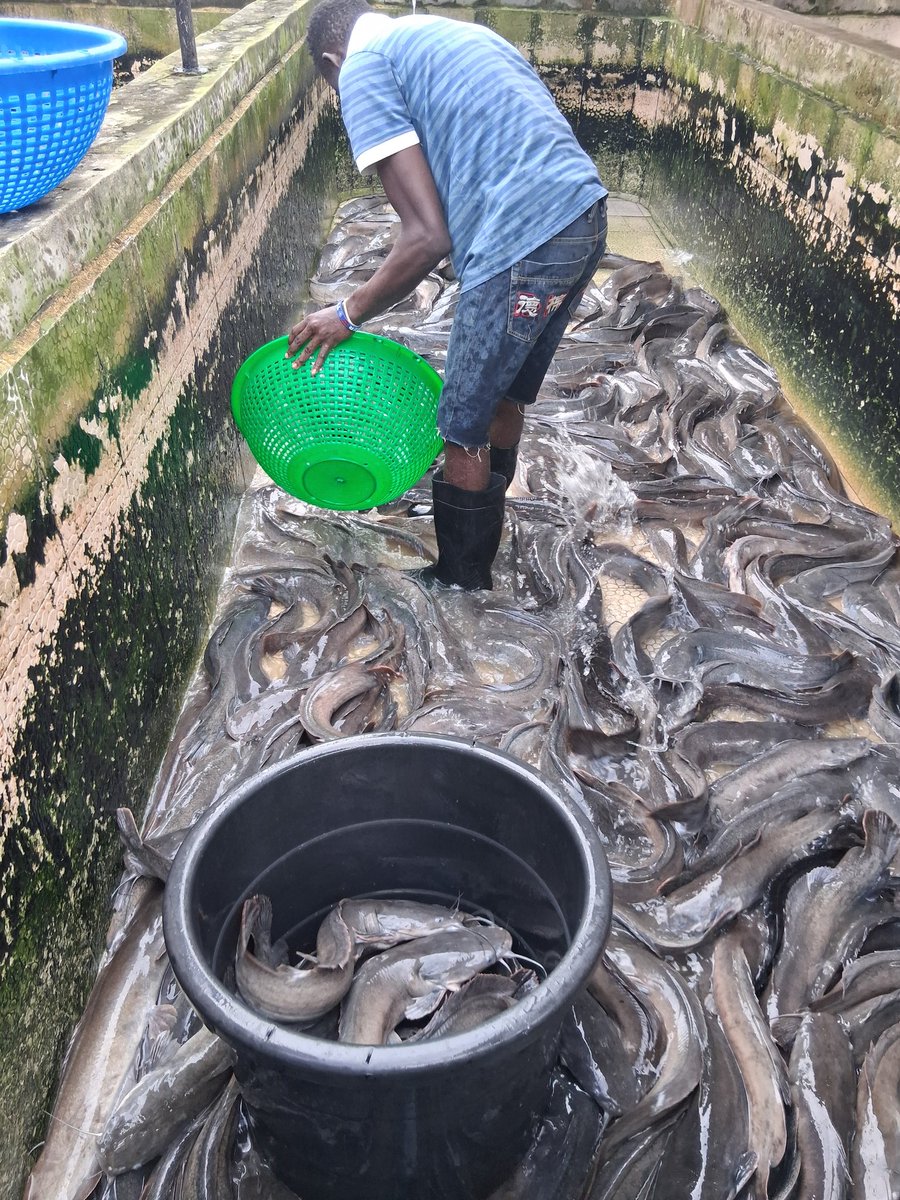 LASGFISHFARM's tweet image. Good morning, Lagos!
Where are you buying catfish today?
Come to us at Fish Farm Estate,  after laspotech second gate, Odongunyan road,  Ikorodu Lagos state.