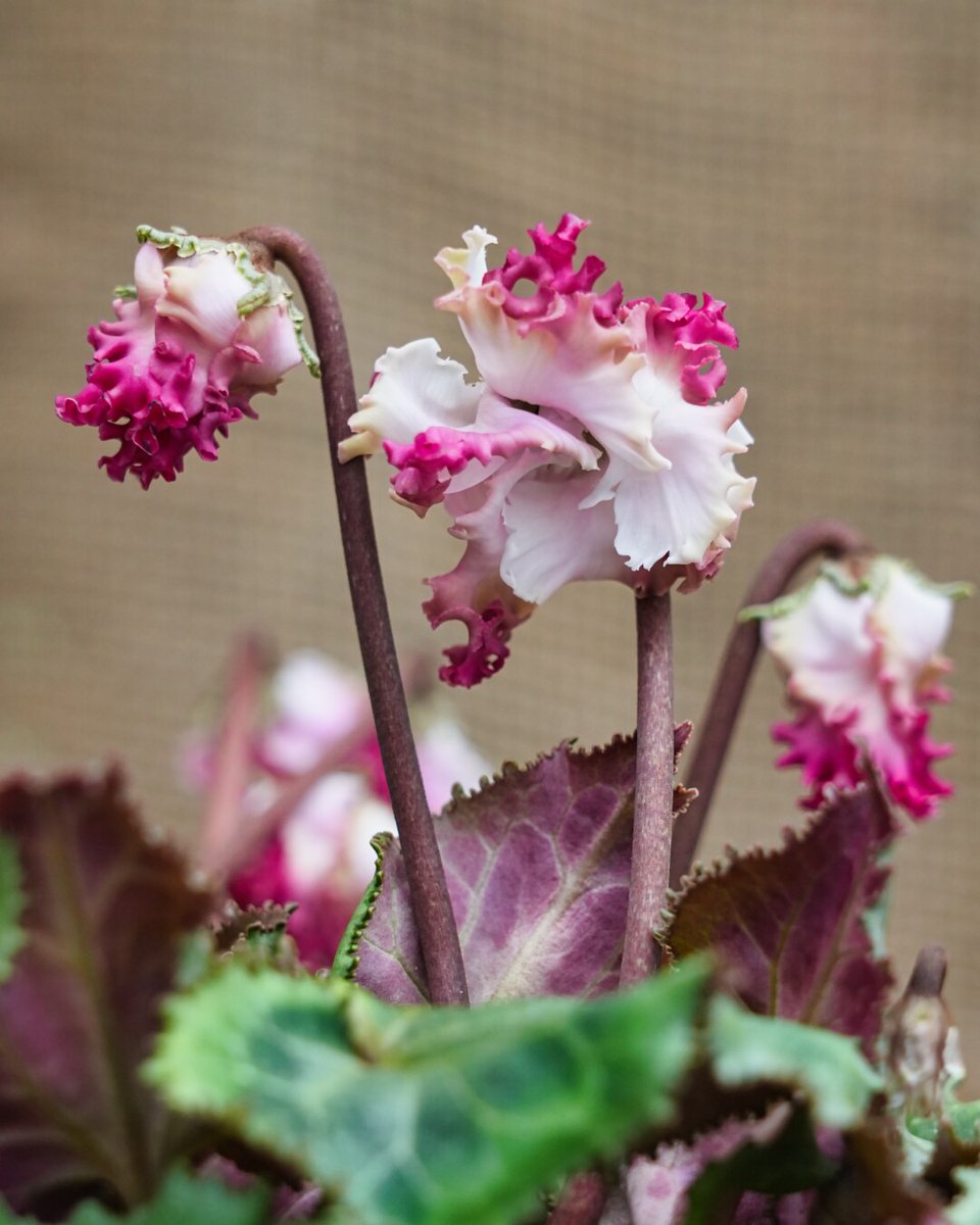 ❌大好評の南天の枝付きの実 5本と葉っぱ ラスト!!! 大好評の南天の枝付きの実 5本と葉っぱ ラスト!!!