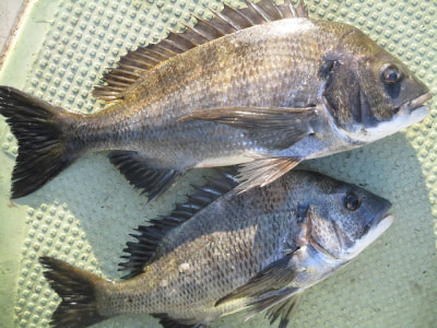 🎣❤️釣り大好き！最新釣果情報🐟 on X