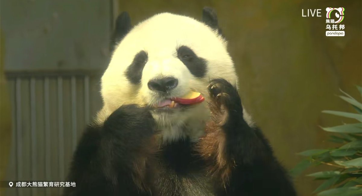 こひつじパンダ on X