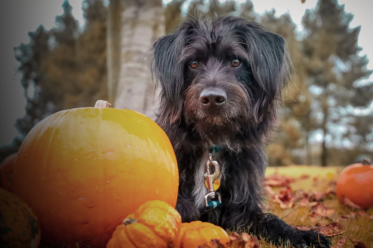 DT_Leeds's tweet photo. Peek-a-boo from our adorable Pumpkin Bobby! 
💛🐶🎃💛

Find out more about him 👉 https://t.co/CGu7m6rT6y

#RescueDog #AdoptDontShop #Leeds #Pumpkin #DogsOfHalloween #PumpkinSeason @DogsTrust https://t.co/X0gGYi1FAj